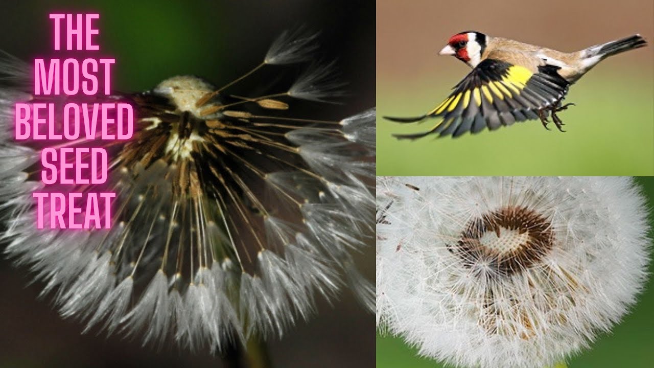 Fresh Dandelion in autumn - Delicious