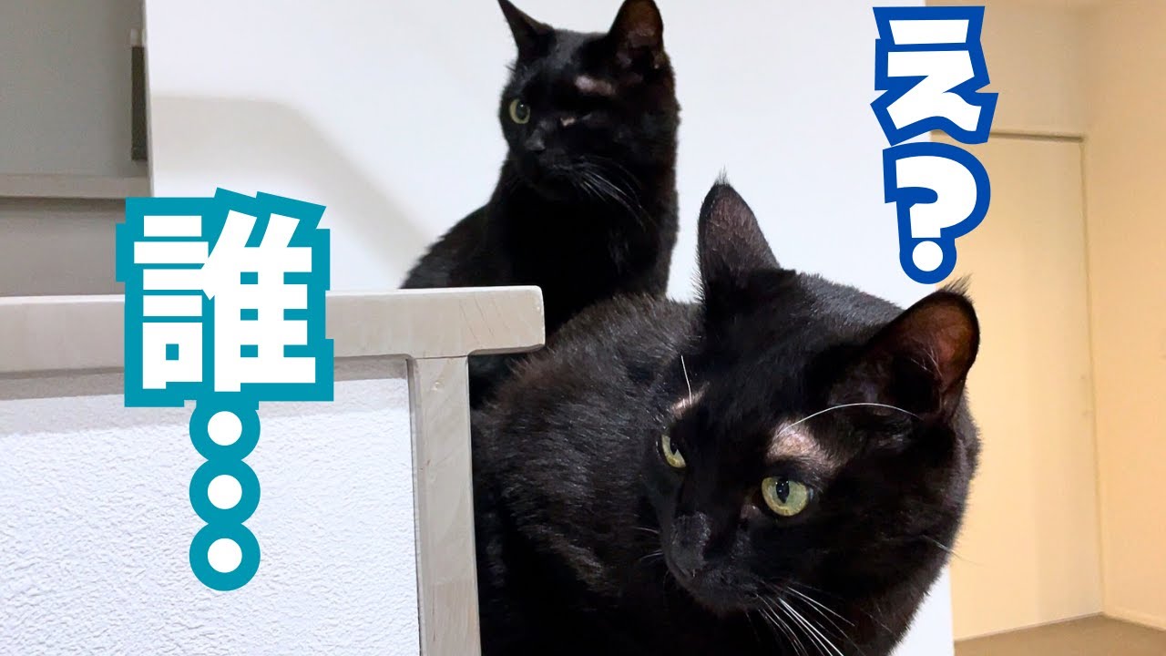警戒モード突入！来客にビビりまくる双子の黒猫