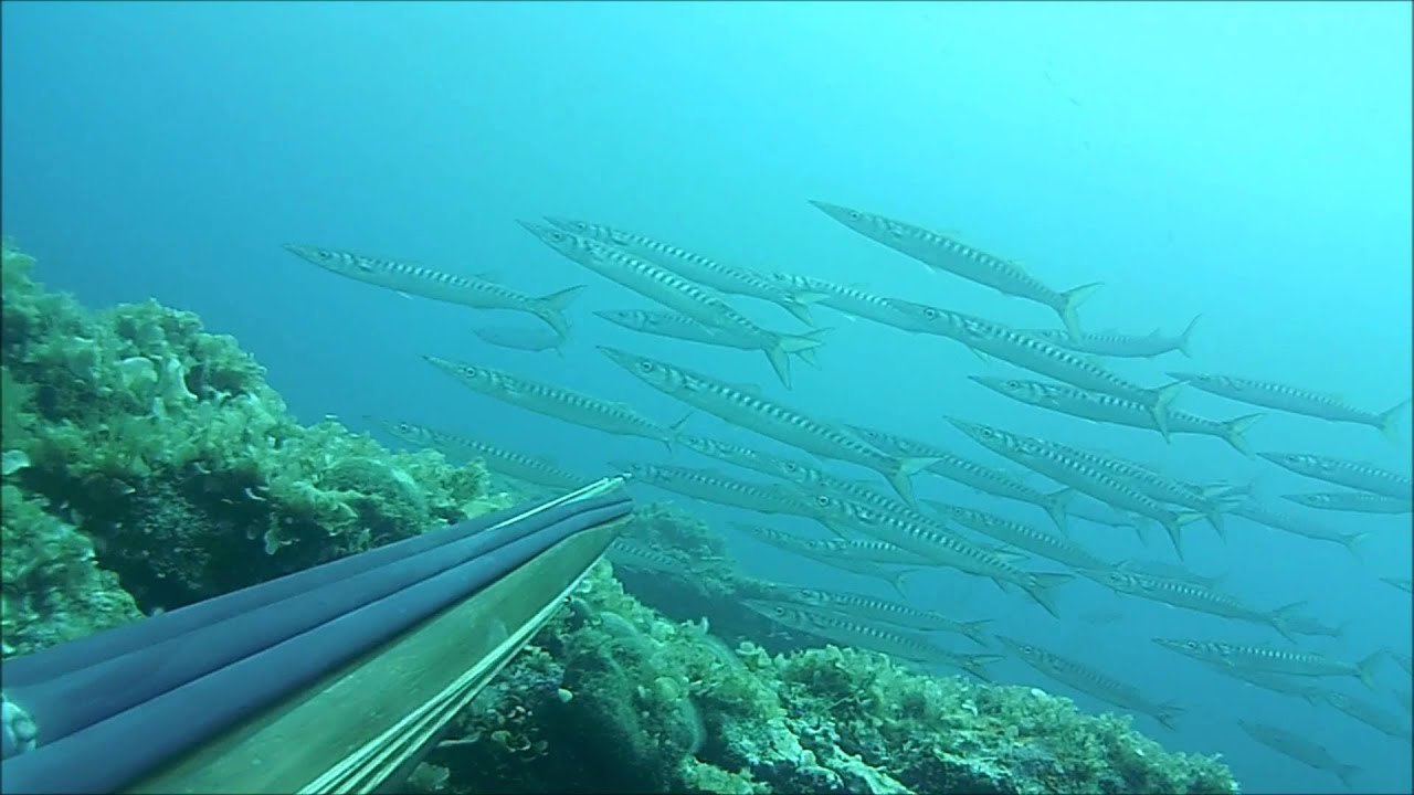 Spearfishing on Vis (Croatia) - Podvodni ribolov Vis - Pesca sub Vis