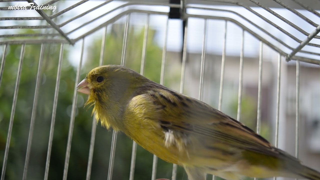 Mr. Unstoppable Part 2 - Canary Training Video