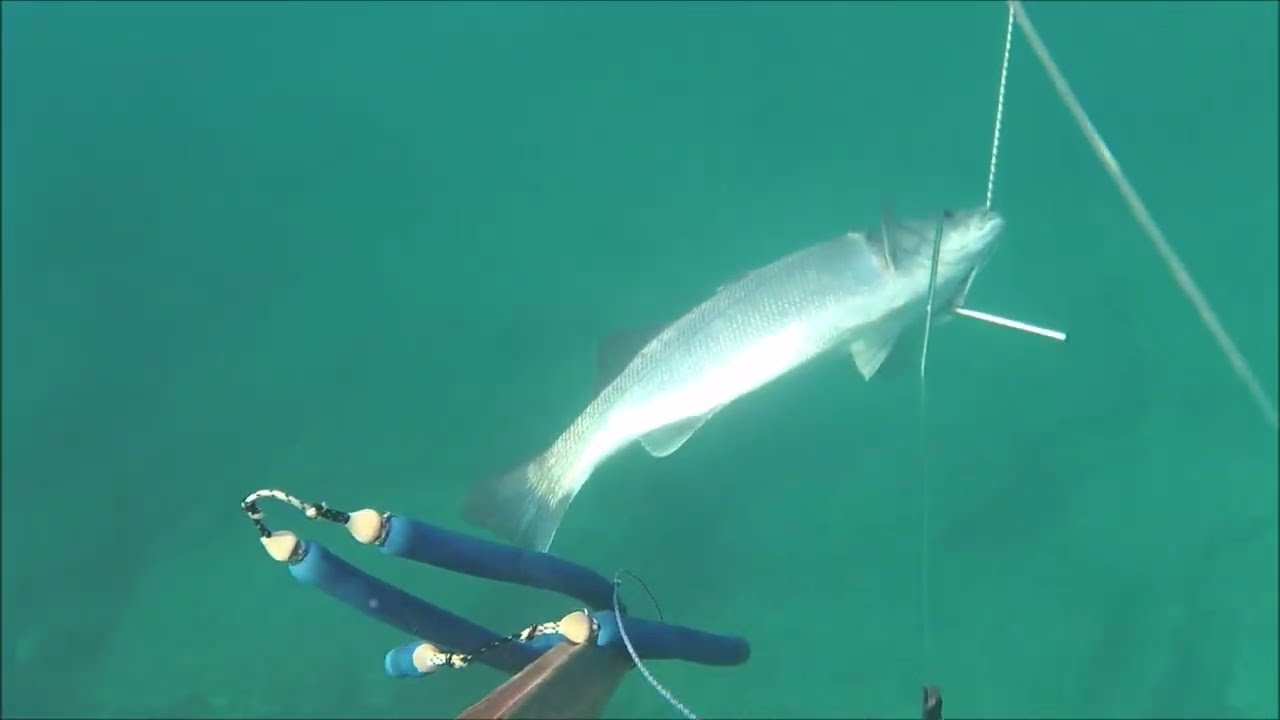 Filmato spigole di passaggio con bel tiro