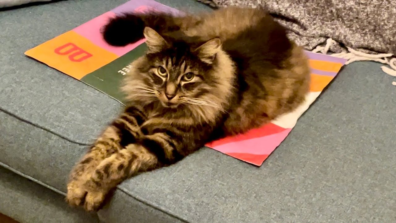 Eric has the latest in cat luxuries 