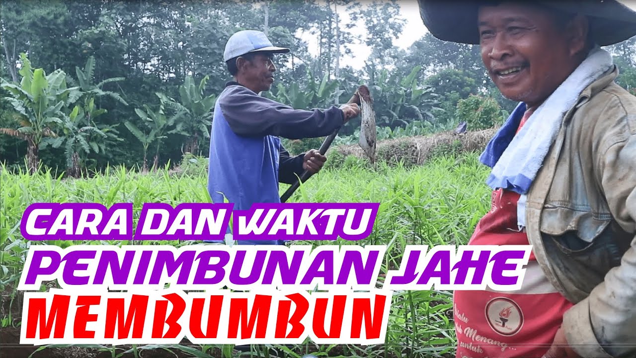Cara dan Waktu Penimbunan Jahe Membumbun