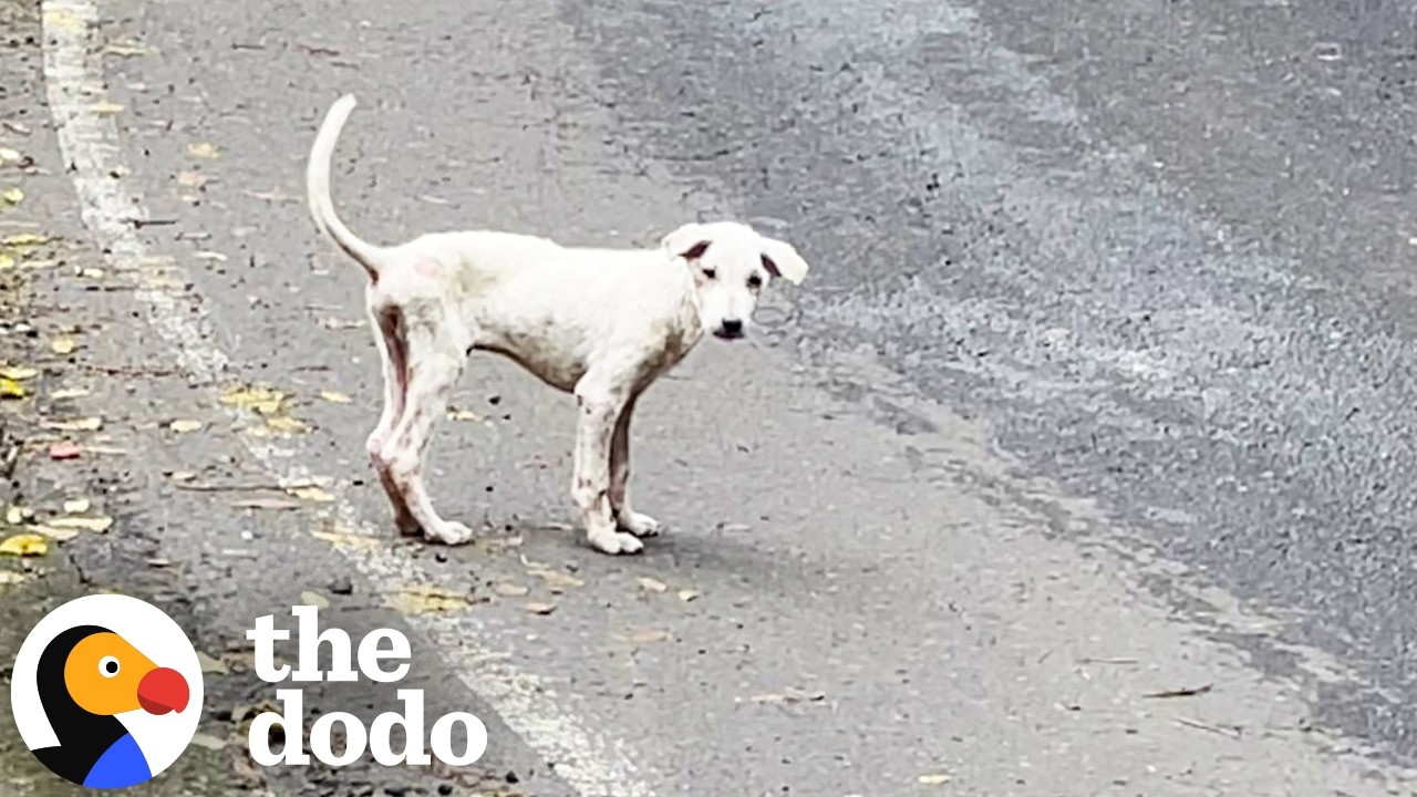 Собака, спасённая с улицы, выросла в самого счастливого мальчика | The Dodo