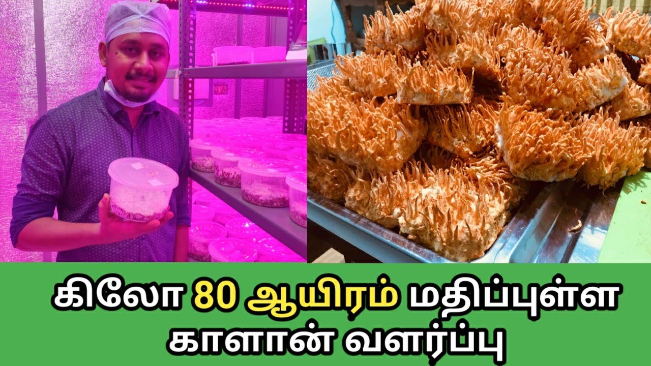 கிலோ 80 ஆயிரம் மதிப்புள்ள மருத்துவ காளான் | Cordyceps militaris mushroom farm