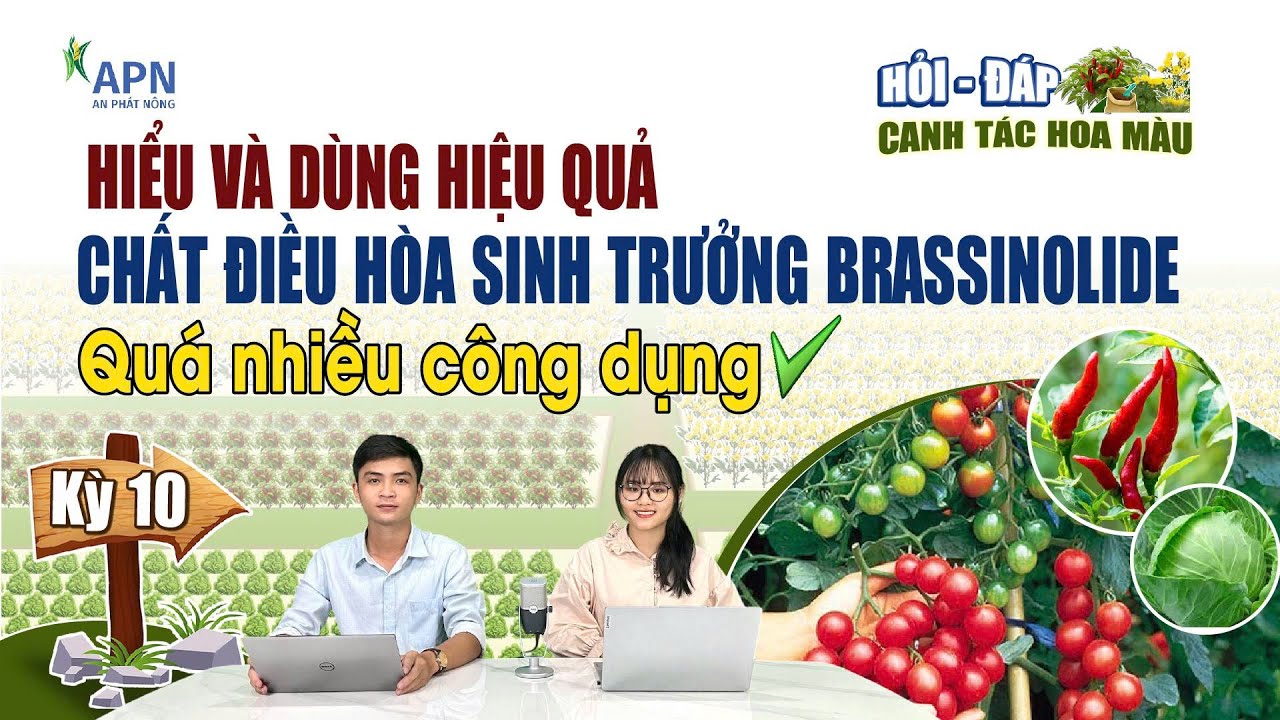 APN - KÍCH RỄ - DƯỠNG BÔNG - NUÔI TRÁI - CHỐNG SỐC CÙNG BRASSINOLIDE | Công dụng đặc biệt?