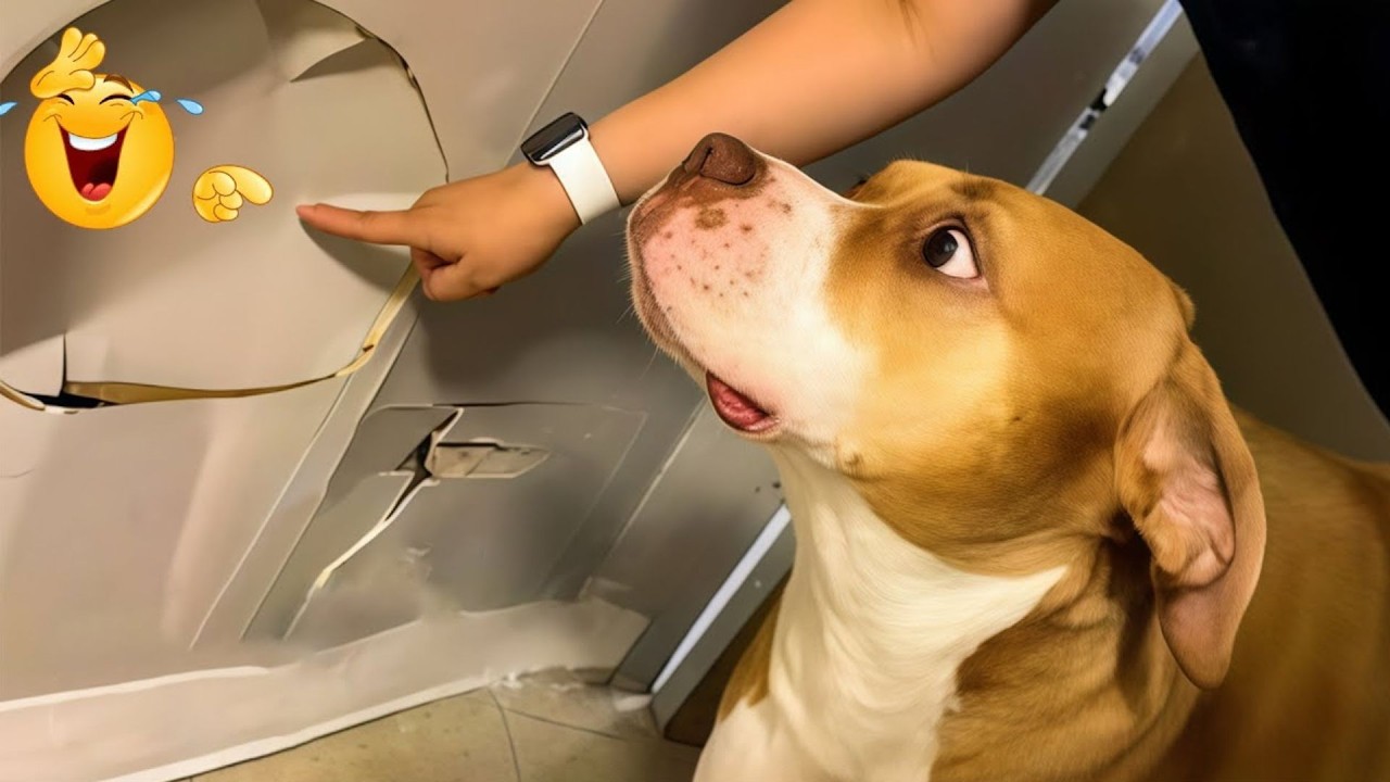 You Can&rsquo;t Stop Laughing At These Dogs 🤣 FUNNIEST DOGS Video 2026