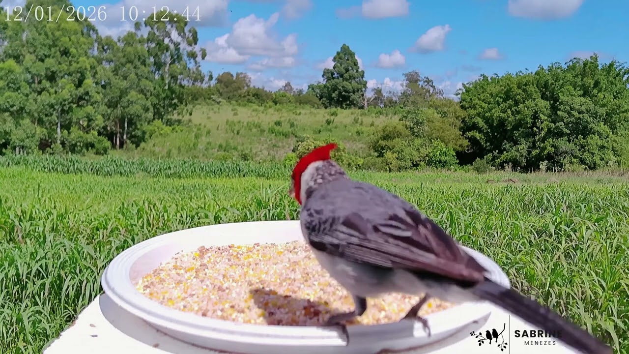 Lindo cardeal ❤️ Beautiful Red-crested Cardinal