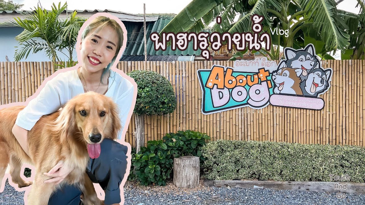 พาฮารุว่ายน้ำ l About Dog l สระว่ายน้ำน้องหมา l Touchandgo