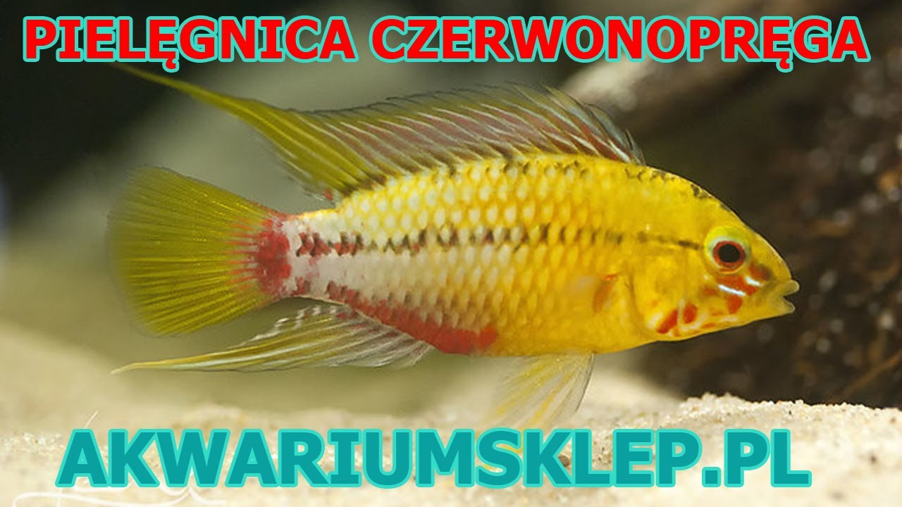 Pielęgniczka krasnopręga Apistogramma hongsloi Przegląd gatunku