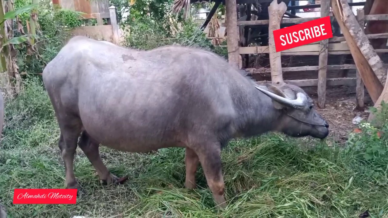 cara menjinakkan kerbau