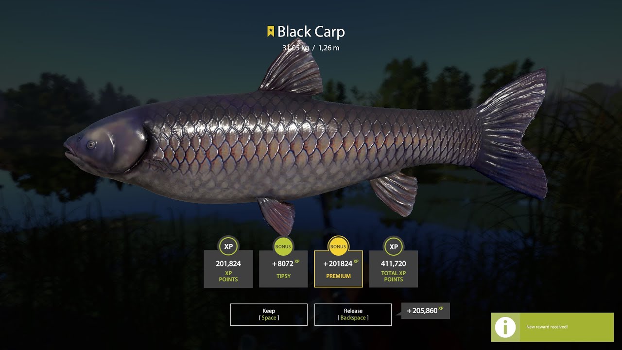 RF4 - Trophy Black Carp on Old Burg - 31,05kg