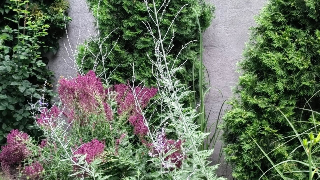 ПЕРОВСКИЯ Блю Спайр 🌿 результат черенкования