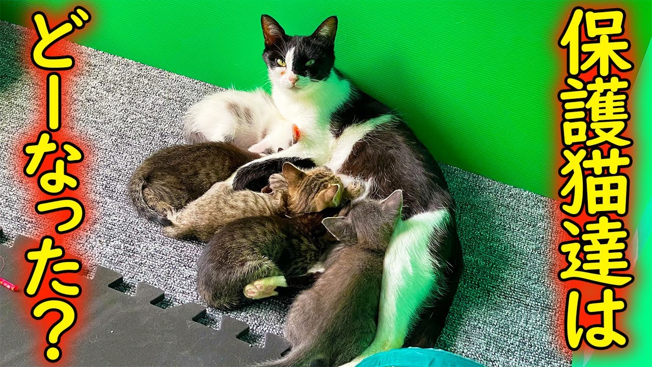 あの時、保護した猫ちゃん一家の近況報告です！