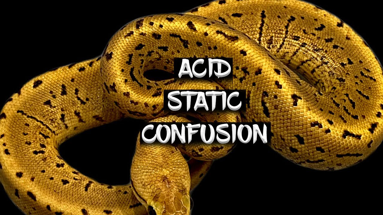 Comparison of the Acid, Static, and Confusion Ball Python Genes
