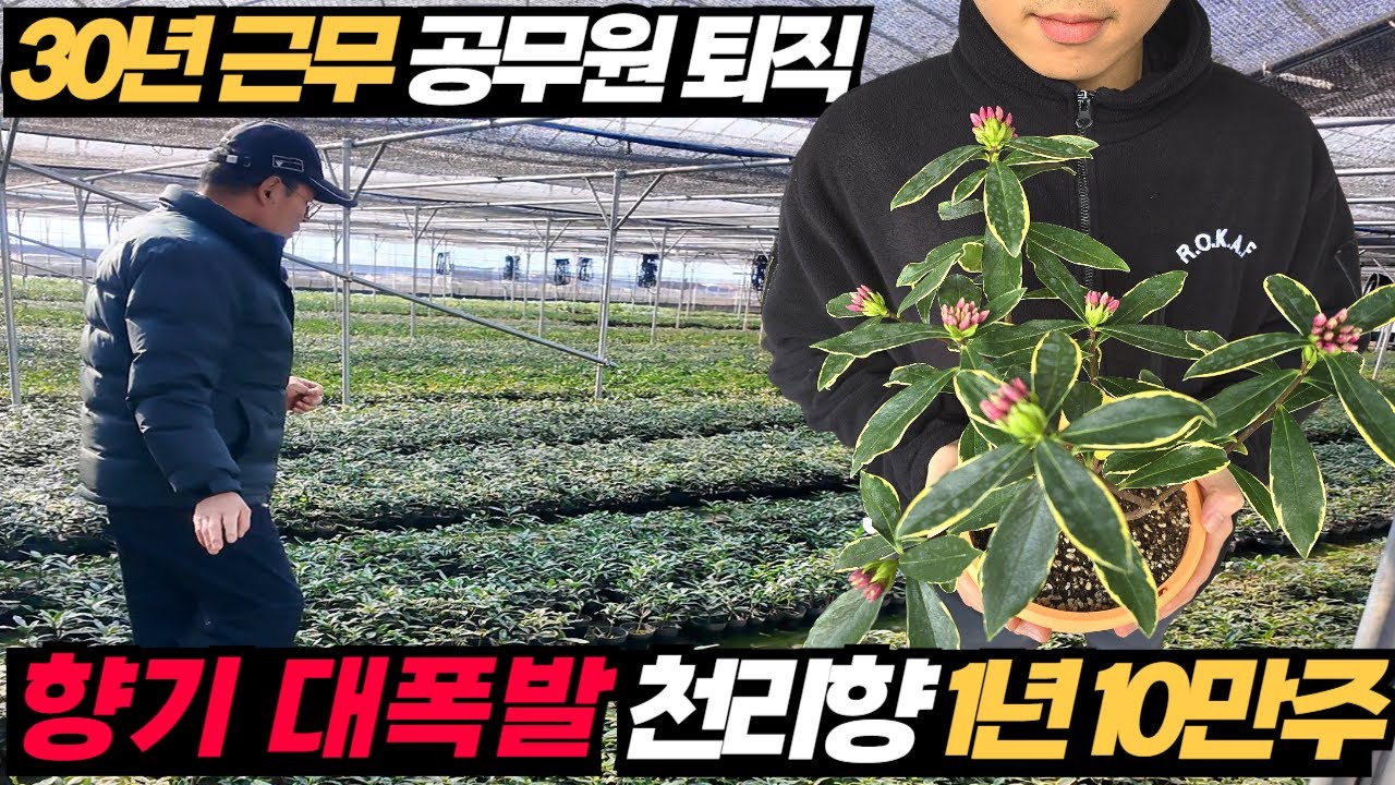 천리향 10만주 향기 폭발! 공무원 퇴직 후 10년간 준비해 만든 천리향 농원