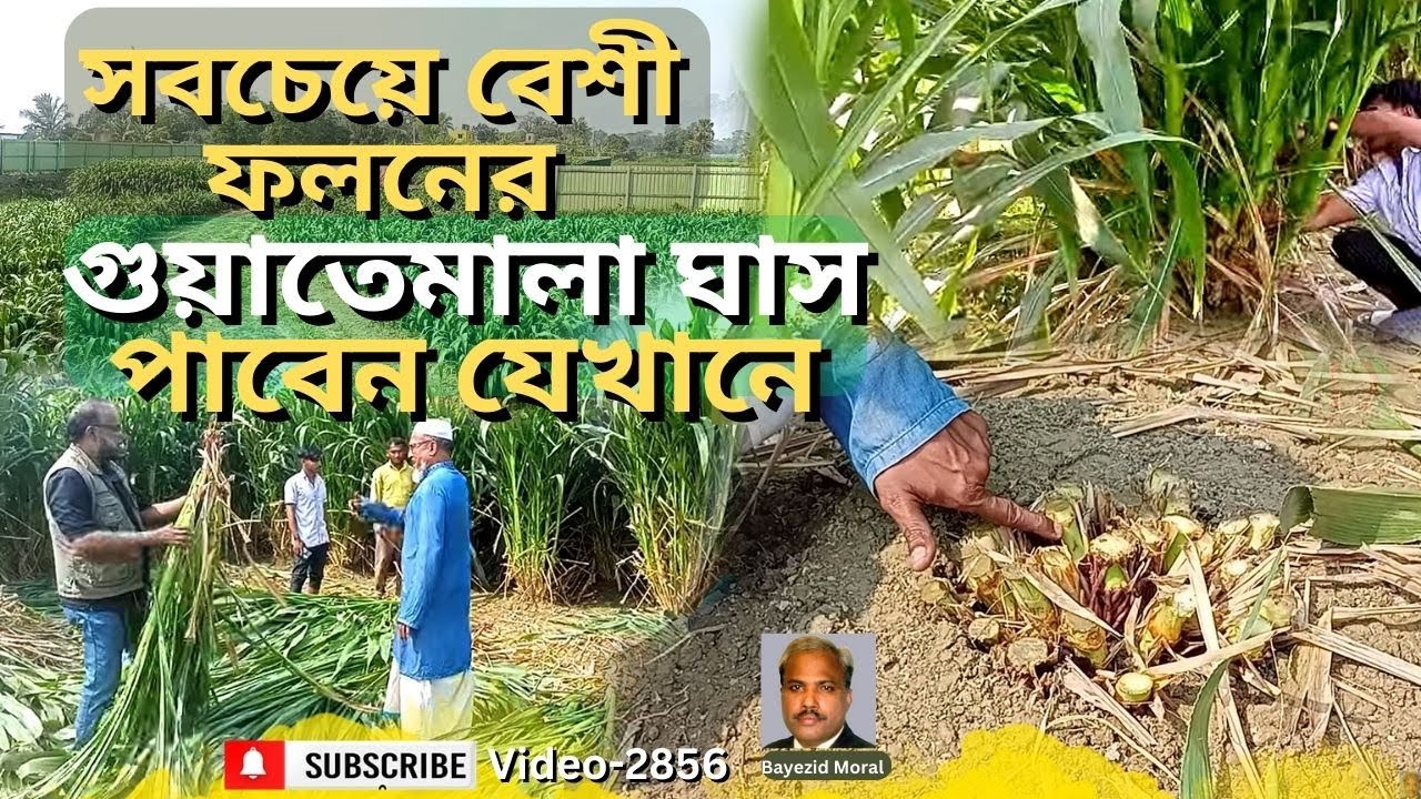 গরুর খামারীদের ভাগ্য ফিরবে গুয়াতেমালা ঘাস চাষে | guatemala grass | bayezid moral
