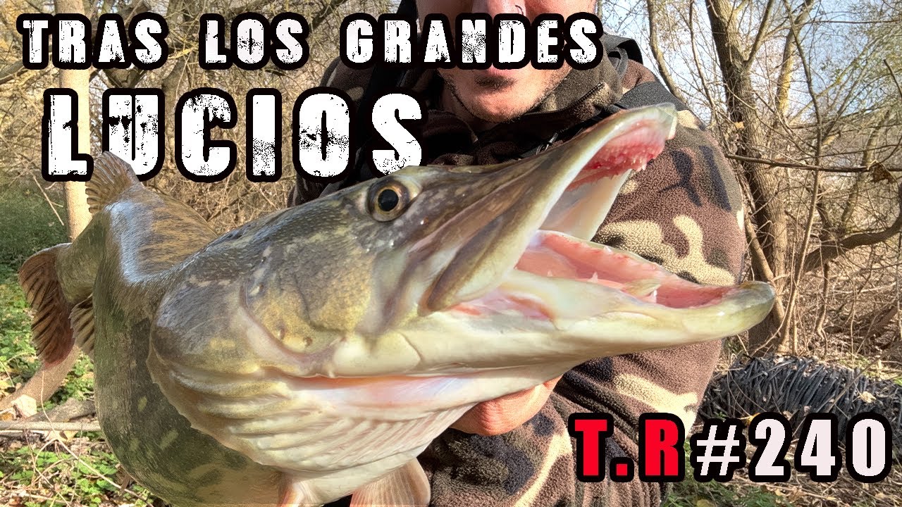 ⚠️Tras los primeros  lucios de invierno❄️👈
