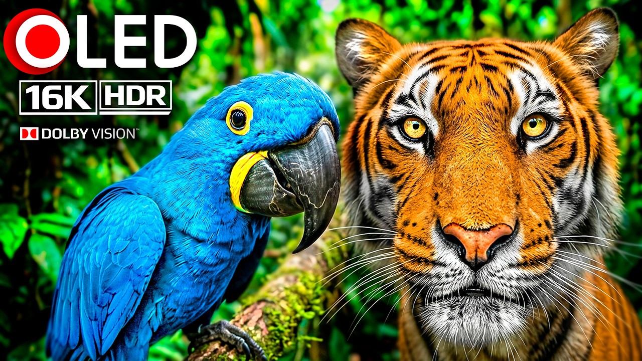 12K HDR 120FPS ● The Ultimate TV TEST (Dolby Vision) 🦁 Animal World