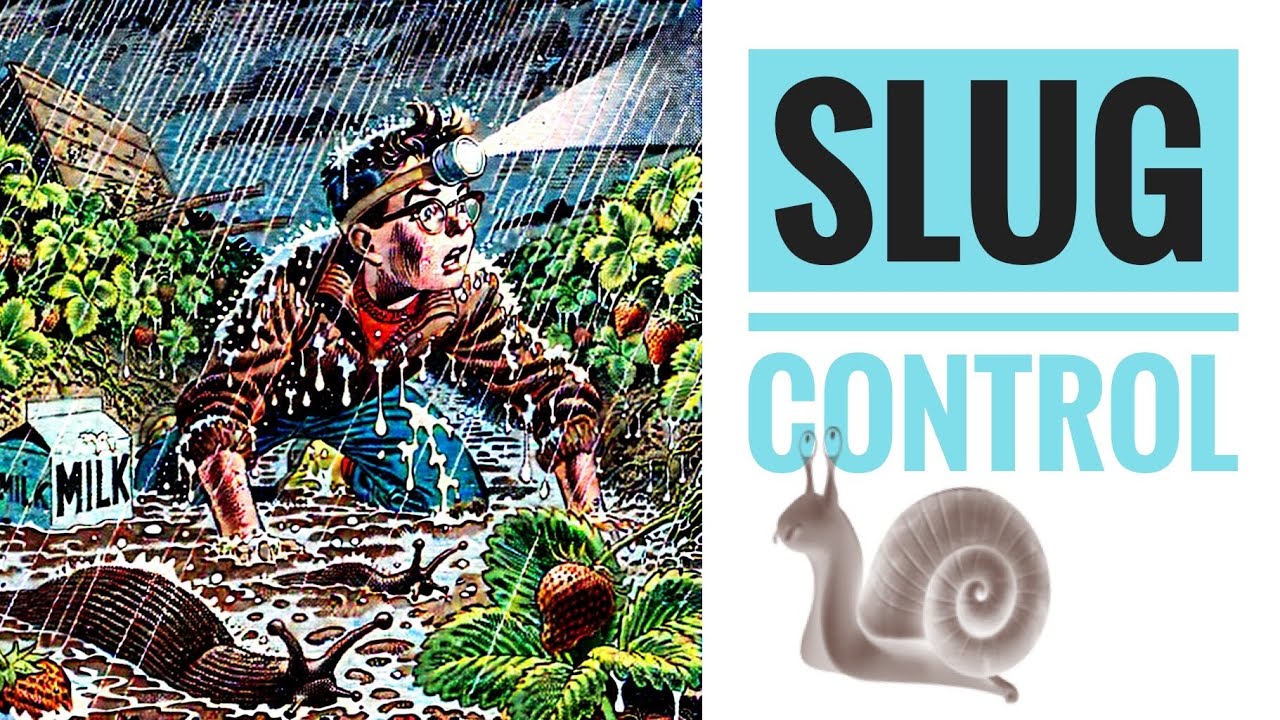 How to control Slugs and Snails in the Kitchen Garden - High Brix ? 🚩 with Kesser and Steen