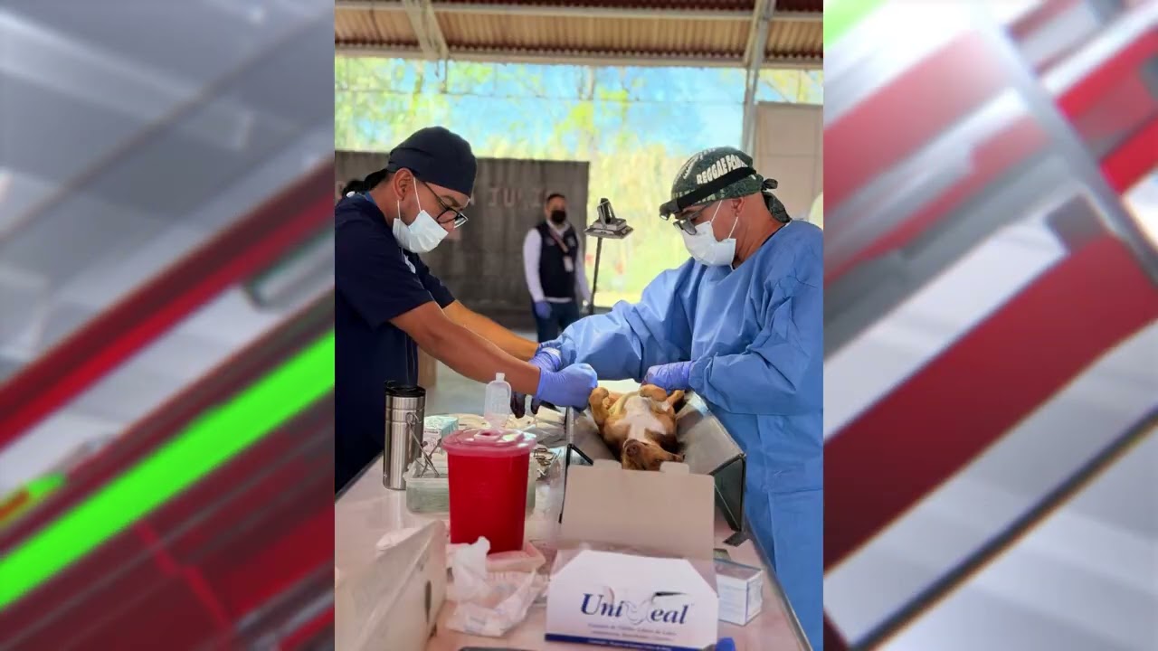 Realizan jornada de esterilización para perros y gatos.