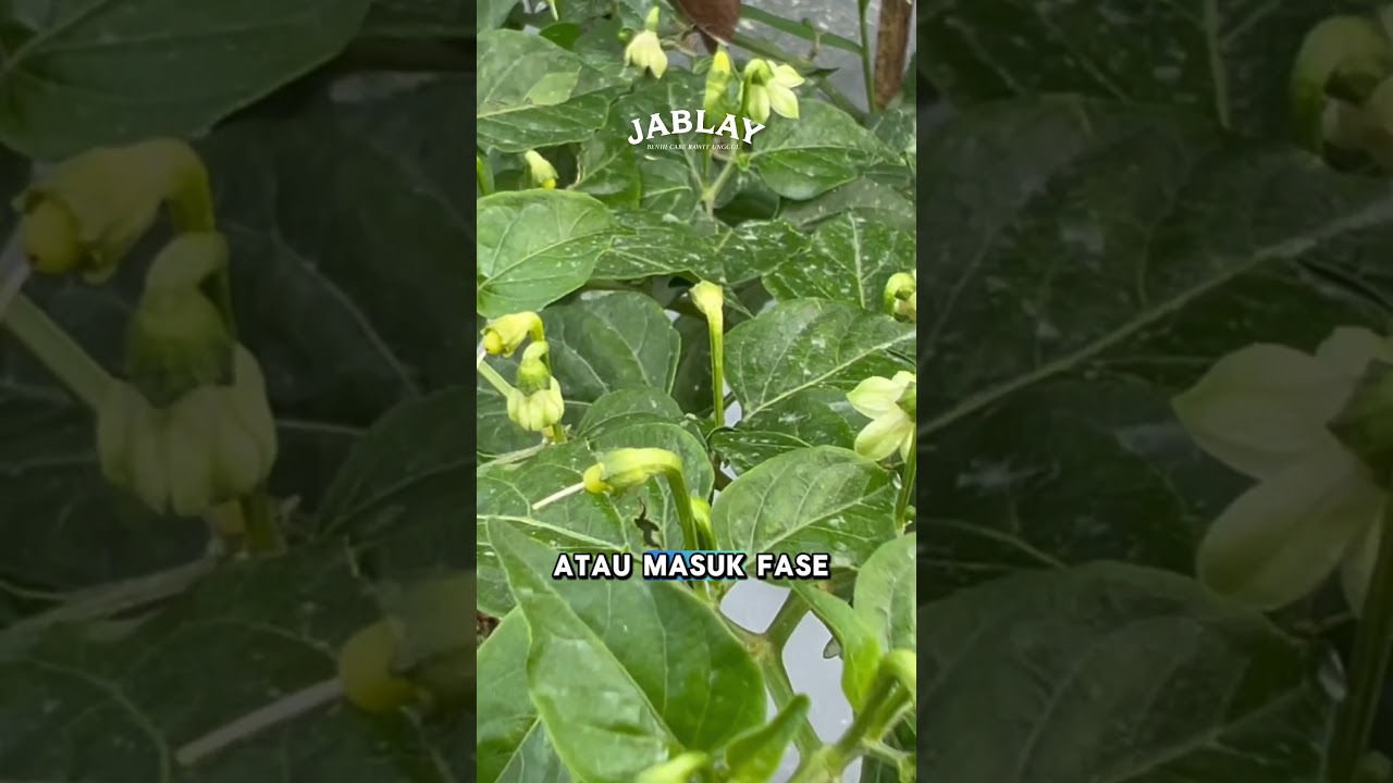 Nativo 75 WG: Fungisida Ganda Bikin Jamur Tumbang, Cabe Makin Subur!