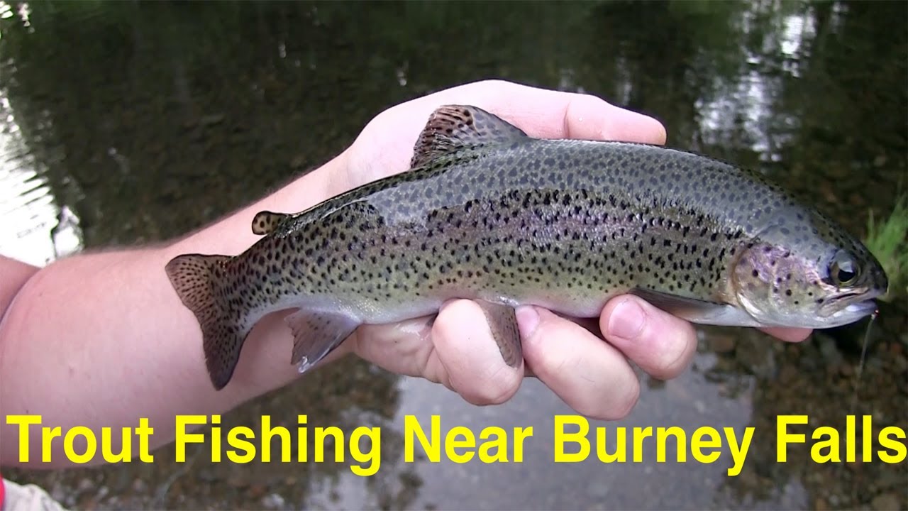 Trout Fishing Near Burney Falls