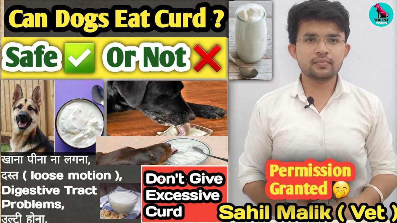 can dog eats curd 🤔 ? || curd for dogs || Safe ✅ or Not ❌ || dog digestive system || loose motion ||