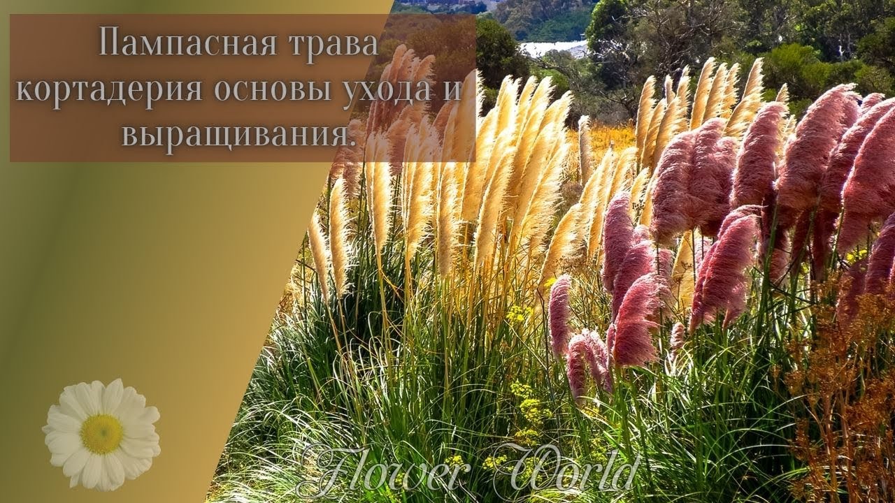 Пампасная трава Кортадерия основы ухода и выращивания.