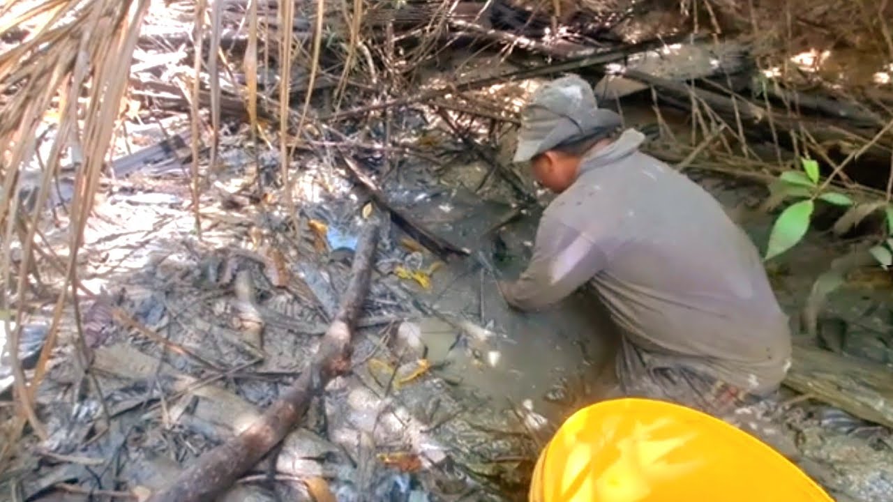 PROSES BERBURU PARA IKAN PREDATOR GANAS