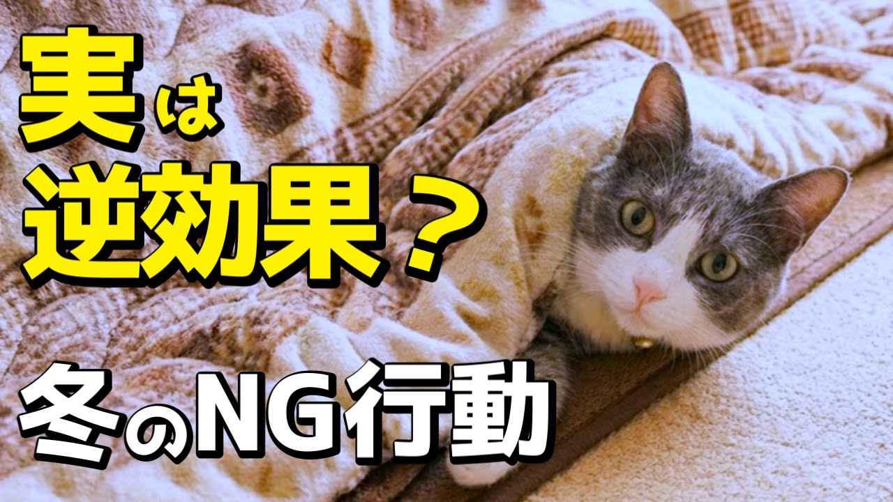 【良かれと思って...】実は逆効果！？猫のためにやりがちな冬のNG行動12選