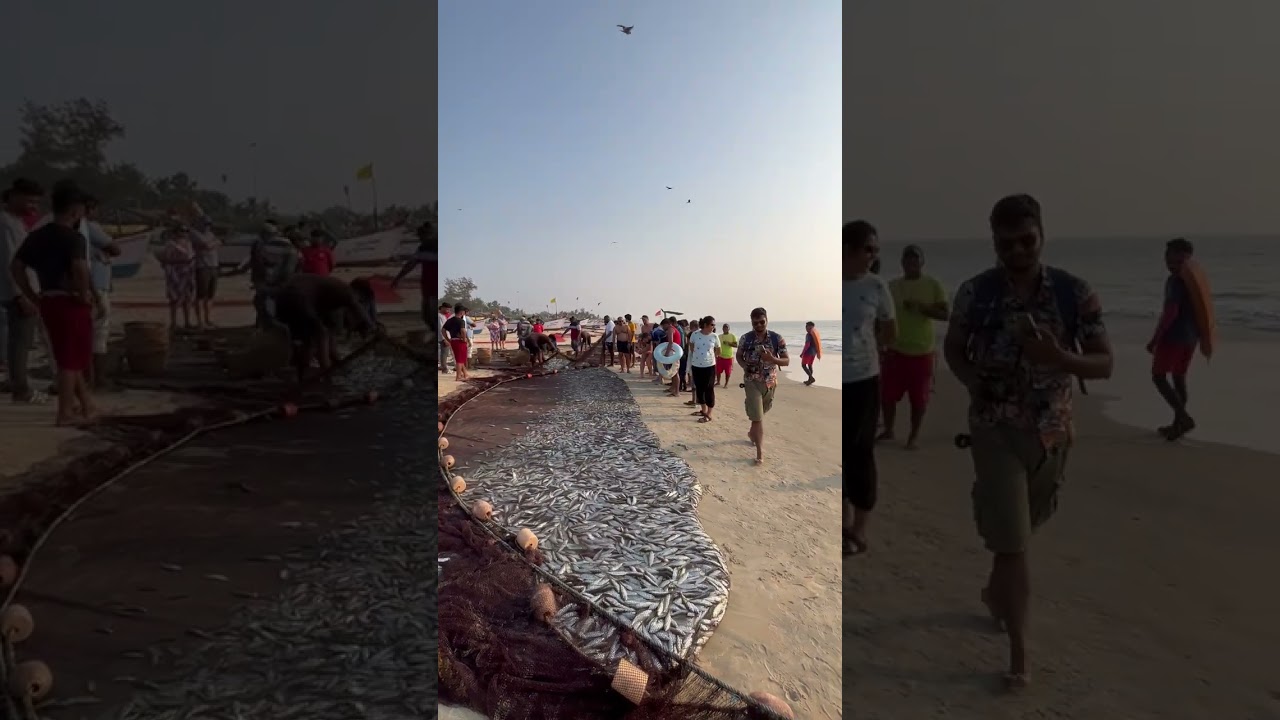 Fresh Fish Catch at Goa Beach 🐟