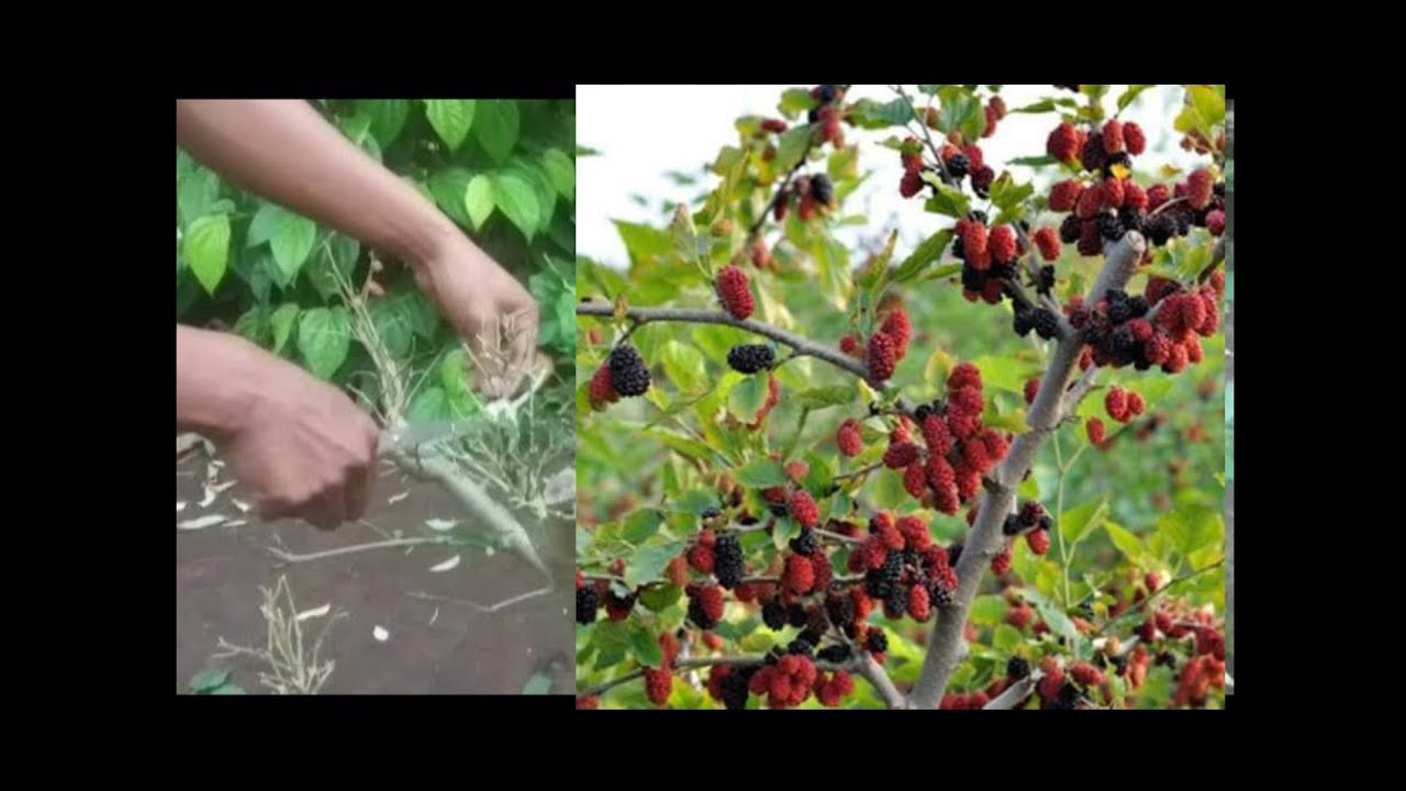 Cara melebatkan buah murbei bahan bonsai || pruning murbei || pruning murbei supaya berbuah lebat