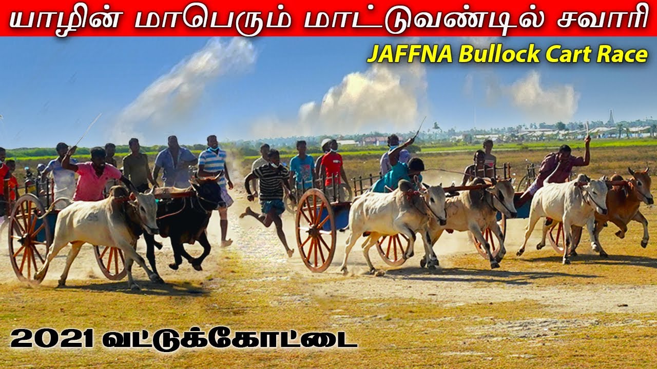 பிரமாண்டமான யாழ் மாட்டு வண்டி சவாரி போட்டி  | Jaffna bullock cart Race Sri Lanka traveler Tamil Vlog