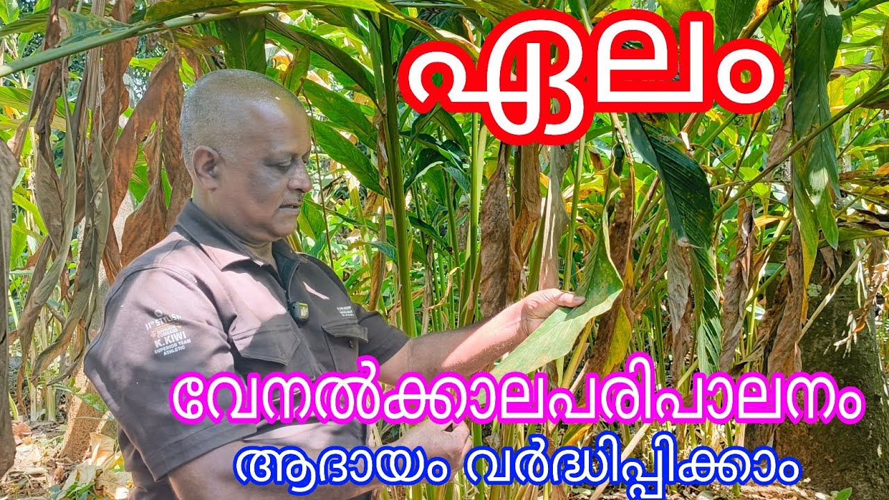 Cardamom#Best Practices in hot Season#Good yeild#Antony Muniyara Vlogs