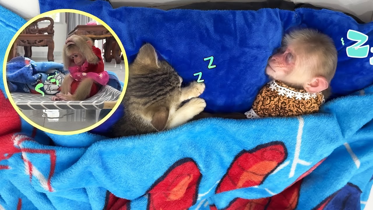 Kyo gives special love and attention to the poor kitten!