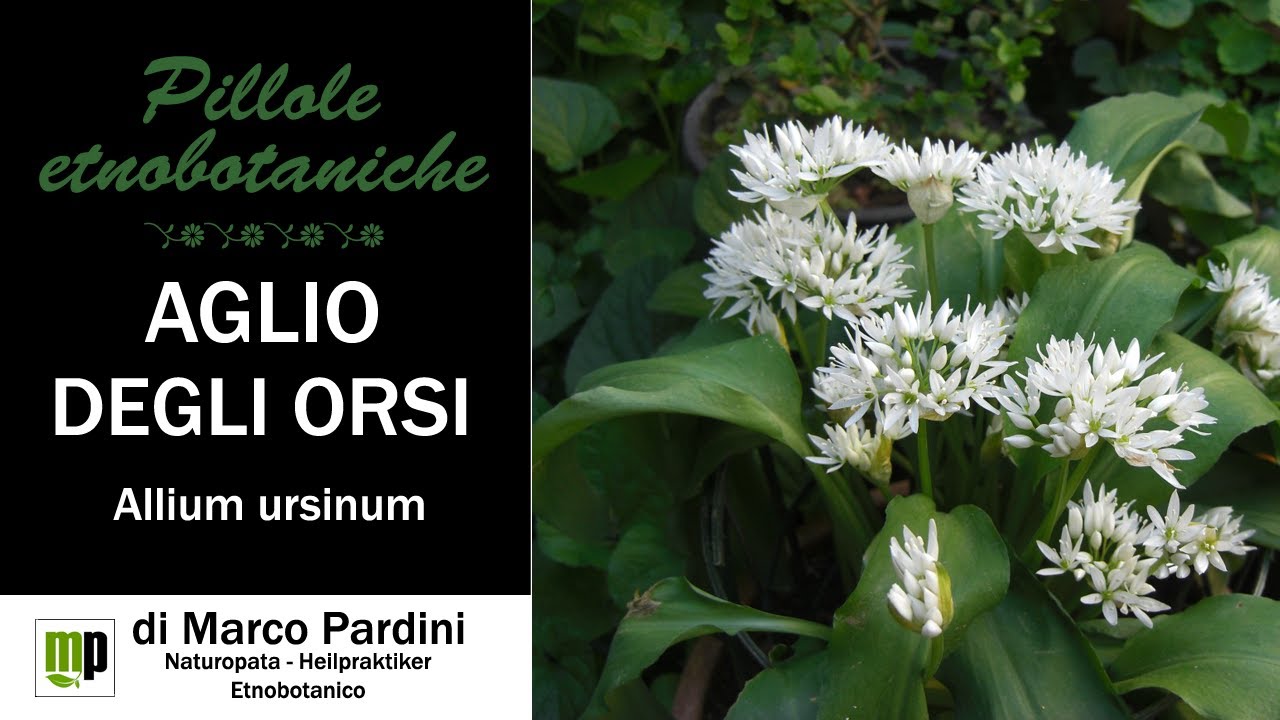 Pillola etnobotanica - Aglio orsino