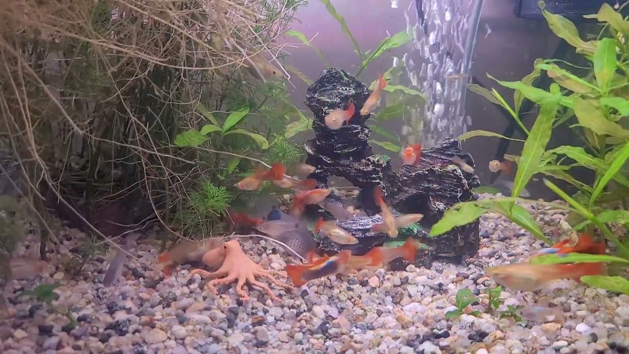 고구마 어항. 구피물멍