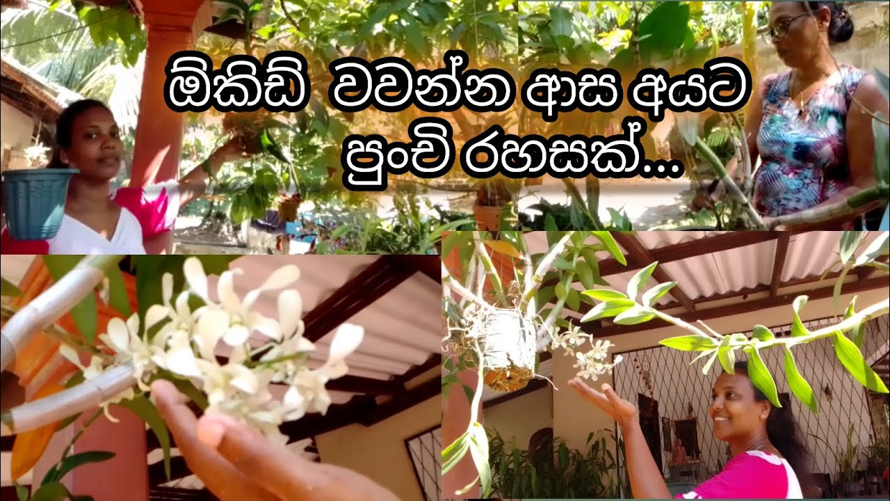 අපෙ අම්මාගෙ ඕකීඩ් ගැන පුංචි රහසක් 🌷🤫#gardening #orchid 