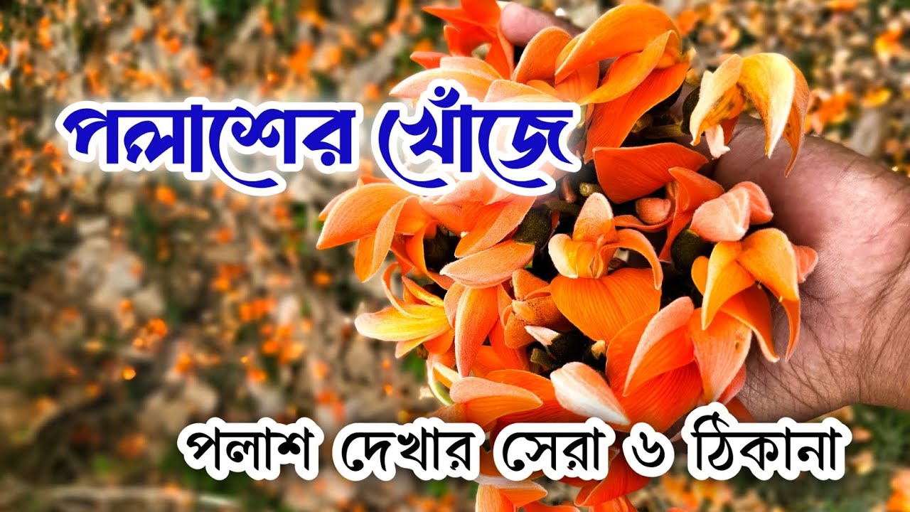 পলাশের খোঁজে। পলাশ ফুলের সন্ধানে পুরুলিয়া। পলাশ বন। Palash in Purulia। Best Place for Palash।