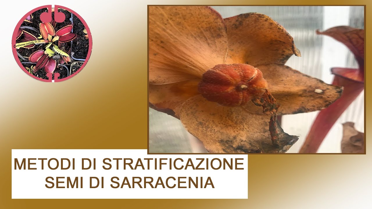 Raccolta semi di Sarracenia Sp. e vari metodi di stratificazione a freddo
