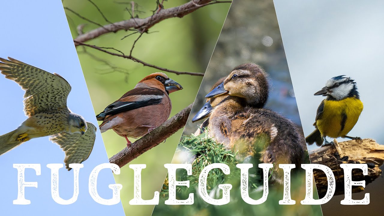 FugleGUIDE for begyndere // Bliv en bedre fuglekigger // Naturformidling, dansk naturfilm
