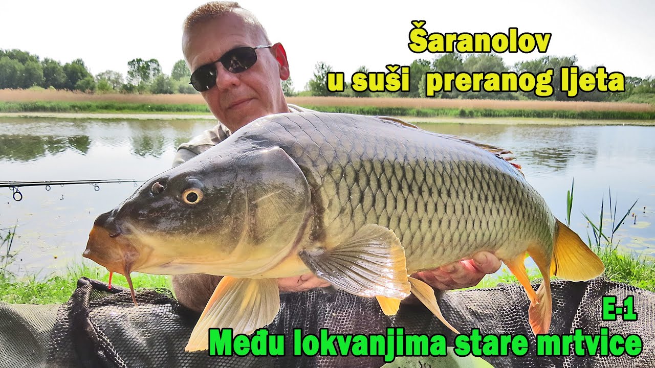 Šaranolov u sparnom, preranom ljetu - U žilavom lokvanju plitkog Ješkova E-1/4 / VSP Igor Pavičić
