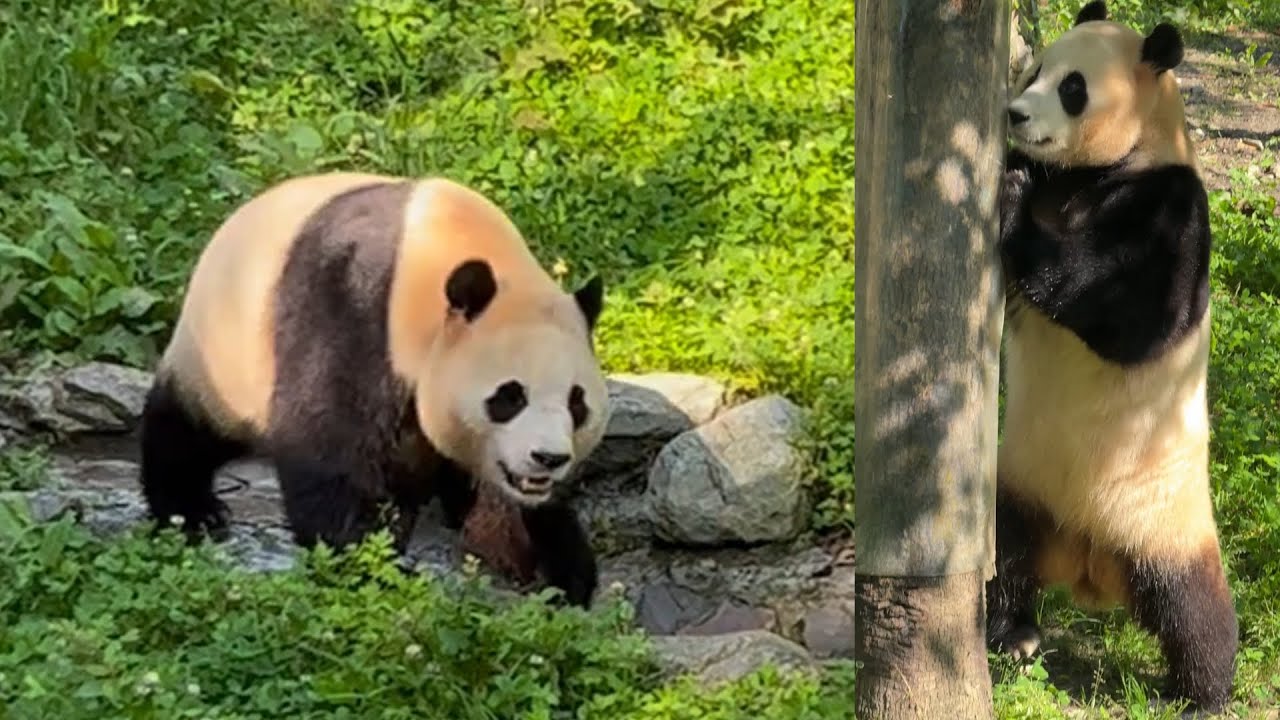 6.25 Panda Fu Bao's Morning Sunshine Stroll #panda #fubao #푸바오 #福宝 #fyp #viral #morningsunshine