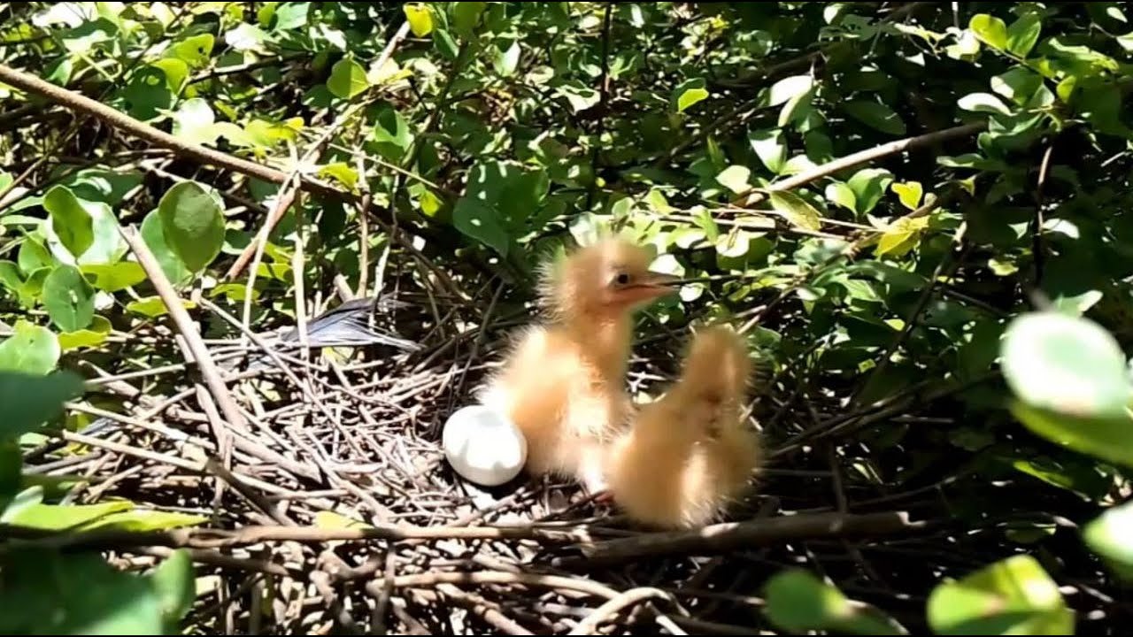 Black bittern Birds  Little birds in a beautiful nest (EP07) Beautiful Black bittern Birds