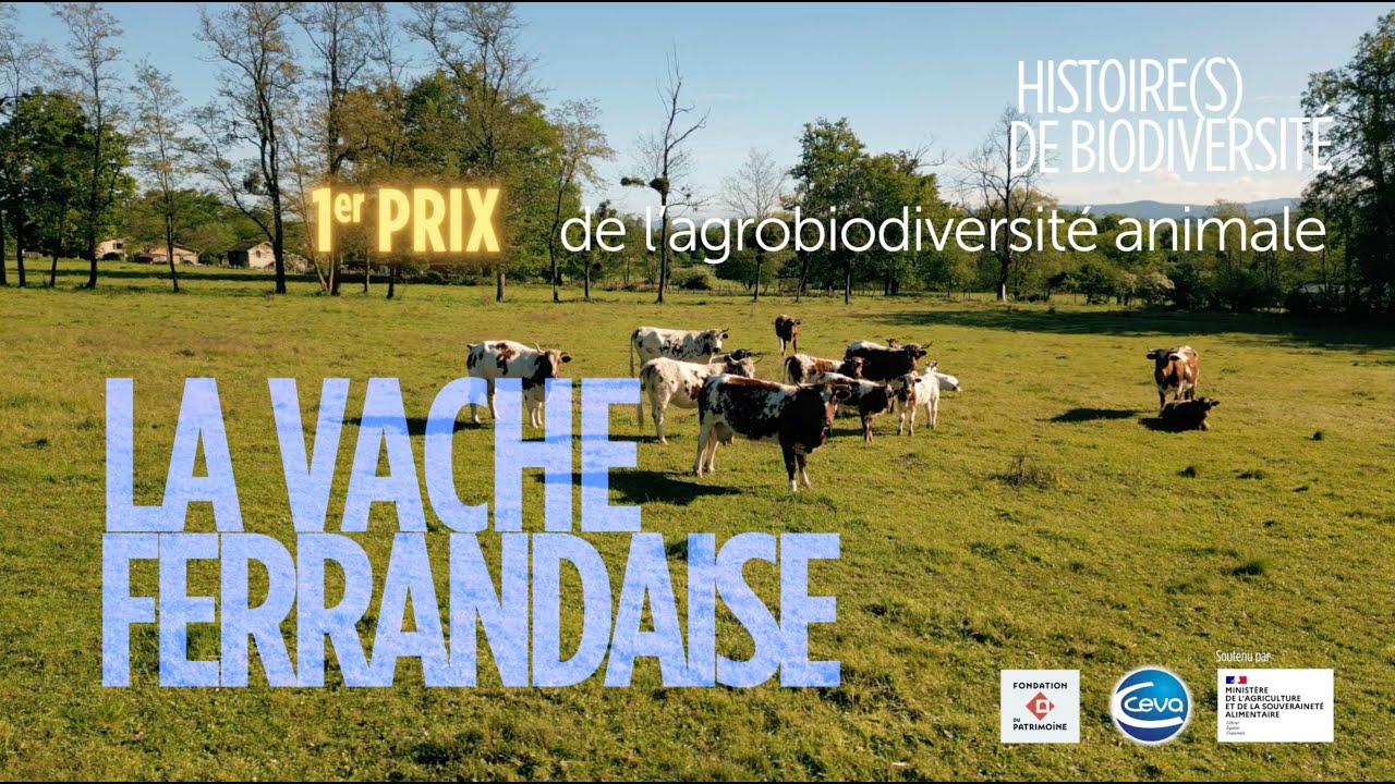 1er Prix de l'agrobiodiversité animale :  La vache Ferrandaise