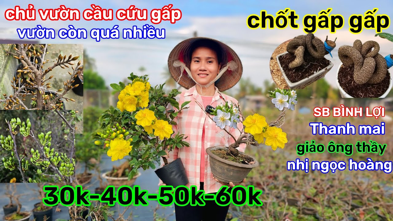 🌲31/1☎️vườn mai Chị Bé☎️mai chơi tết🌲xả gấp lô này🌲quá trời rẻ🌲chỉ 30k-50k-60k🌲chốt gấp 