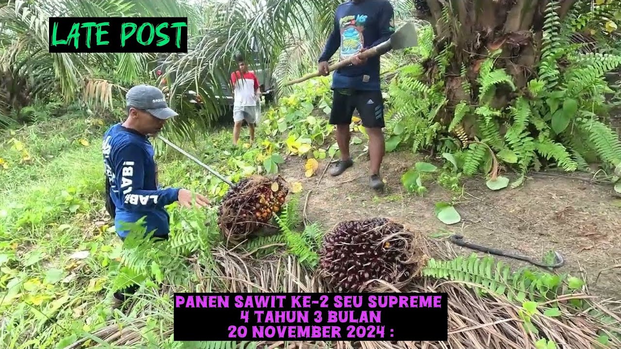 Panen Sawit Ke-2 Seu Supreme Umur 4 tahun 3 bulan || 20 November 2024
