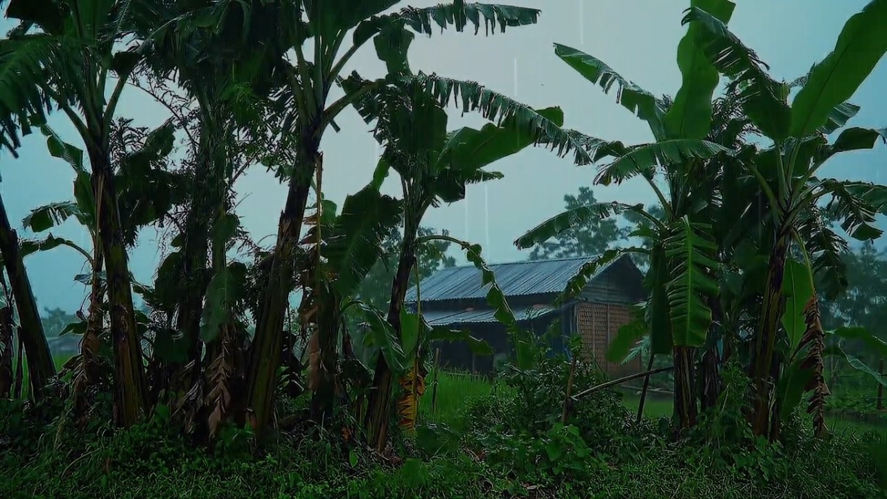 Tropical Rainstorm in Jungle Cabin 🌧️ Relaxing Rain Sounds on Metal Roof for Deep Sleep