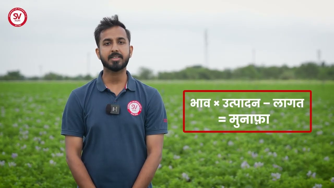 आलू की फसल की परिपक्वता पहचानें और सही समय पर खुदाई / Harvesting | Potato PoP Series – Episode - 10